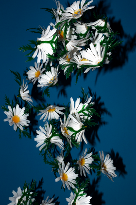 DAISY